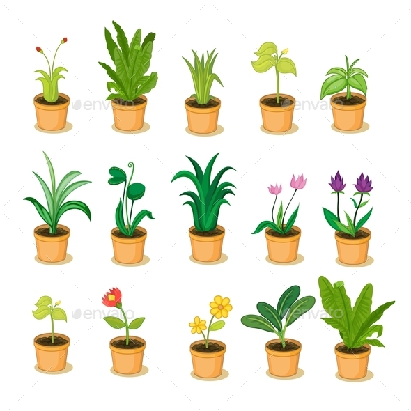 Plant Collection (Flowers & Plants)