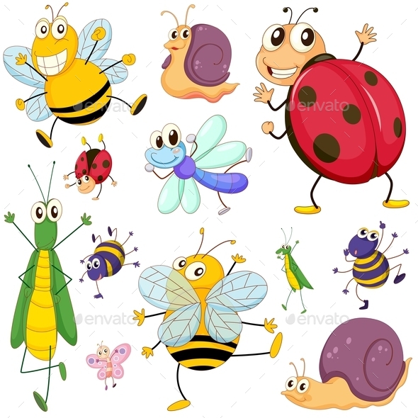 A Group of Insects (Animals)