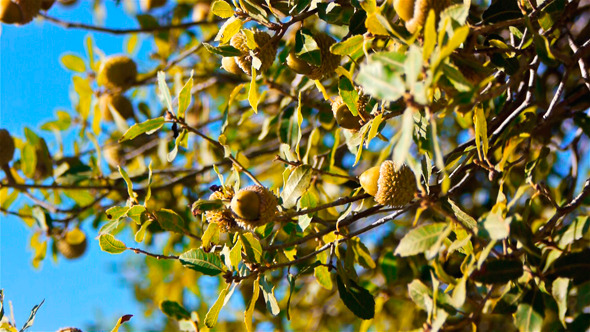 Green Acorns On A Tree Green Acorns On A Tree