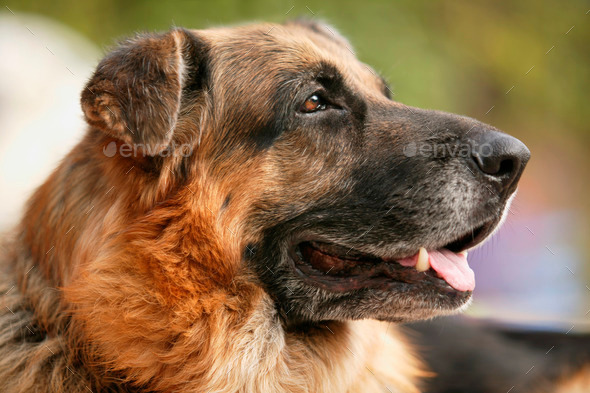 German Shepherd head in the countryside. Horizontal format (Misc) Photo Download