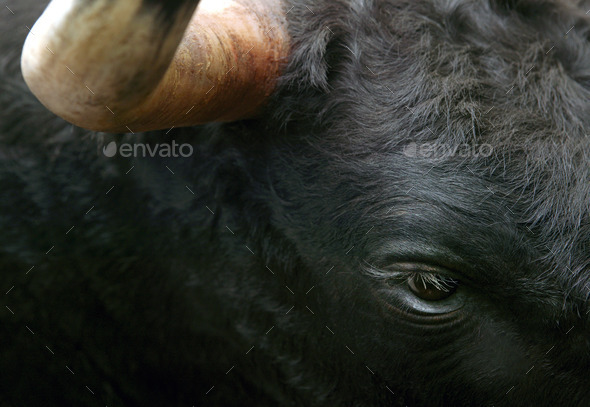 Fighting bull head detail in black and white. Horizontal (Misc) Photo Download