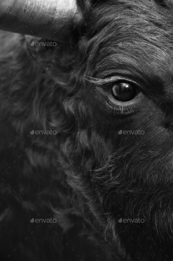 Fighting bull head detail in black and white. Vertical (Misc) Photo Download