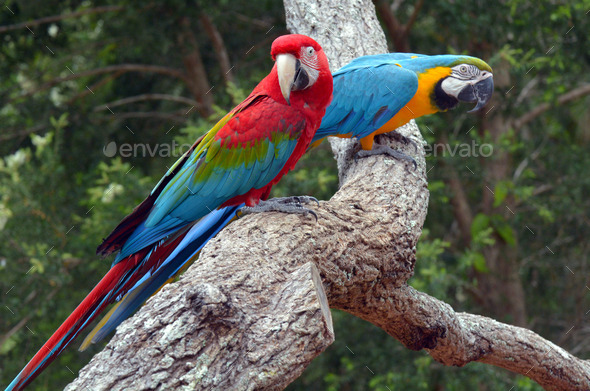 Pair macaw sitting on branch