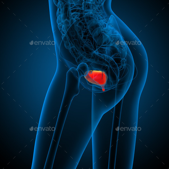 3d render medical illustration of the human bladder