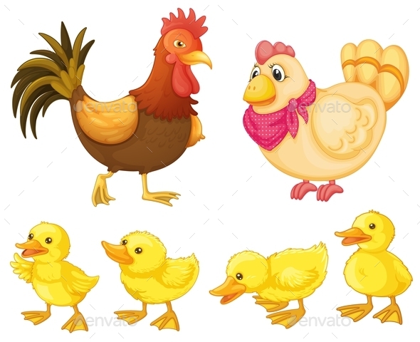 Chicken Family (Animals)