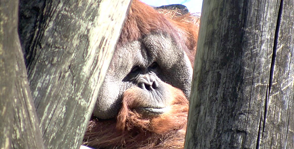 Nature HD Orangutan Close-up Nature HD Orangutan Close-up