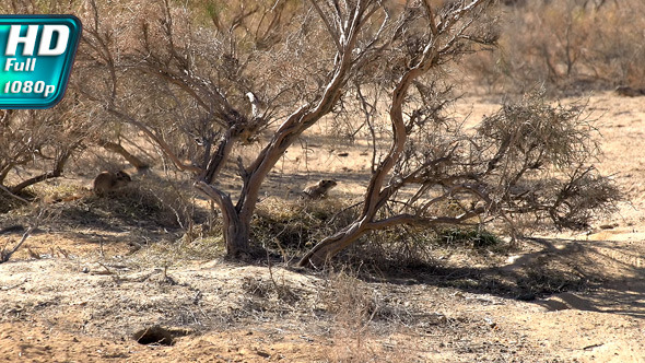 Gophers Near Burrows Gophers Near Burrows