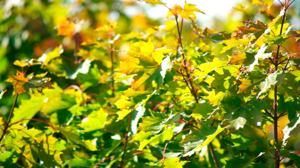 Maple Tree Leaves Maple Tree Leaves
