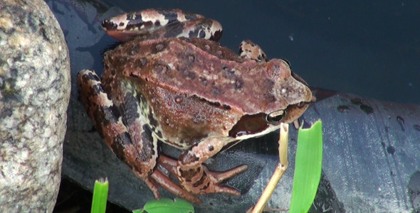 Frog in the Water 2 Frog in the Water 2