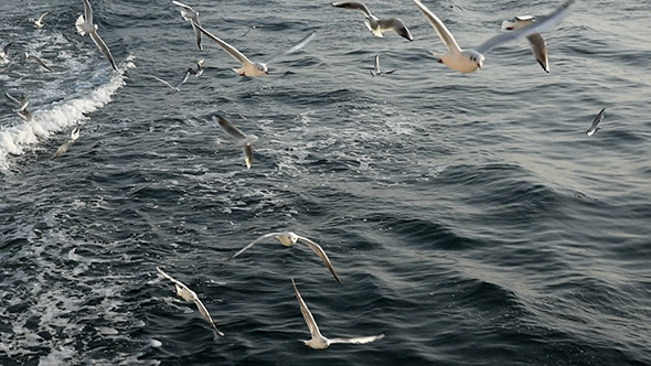Flight Off The Seagulls 1 Flight Off The Seagulls 1