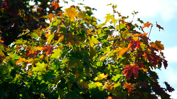 Maple Tree Leaves Maple Tree Leaves