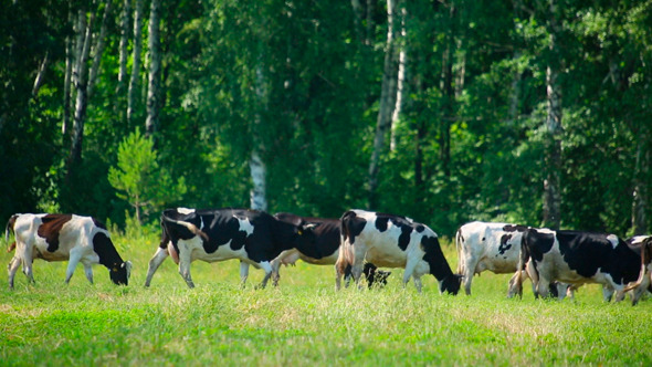 Herd Of Cows On Pasture Herd Of Cows On Pasture