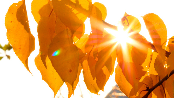 Sun Shining Through Autumn Leaves Sun Shining Through Autumn Leaves