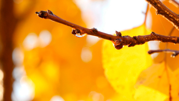 Tree Branches With Water Drops After The Rain Tree Branches With Water Drops After The Rain