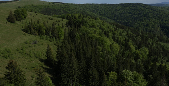 Coniferous Forest 2 Coniferous Forest 2