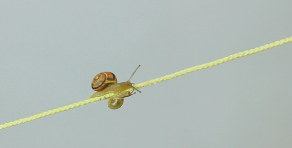 Snails CreepingTogether Along A String Snails CreepingTogether Along A String