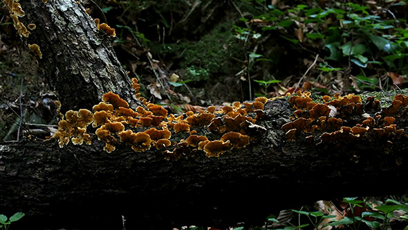 Mushrooms On A Tree Trunk Mushrooms On A Tree Trunk