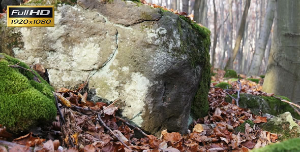 Forest 30 Forest 30