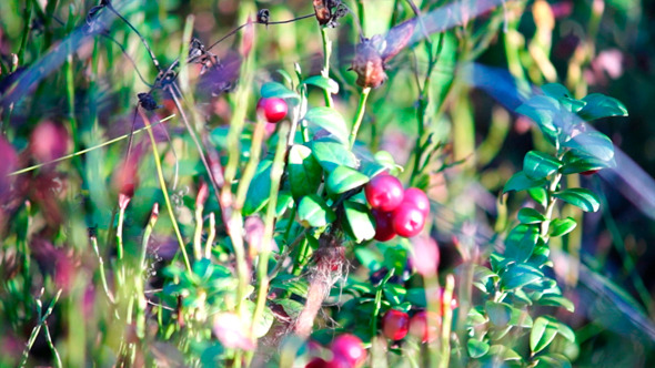 Cowberry Bush Cowberry Bush