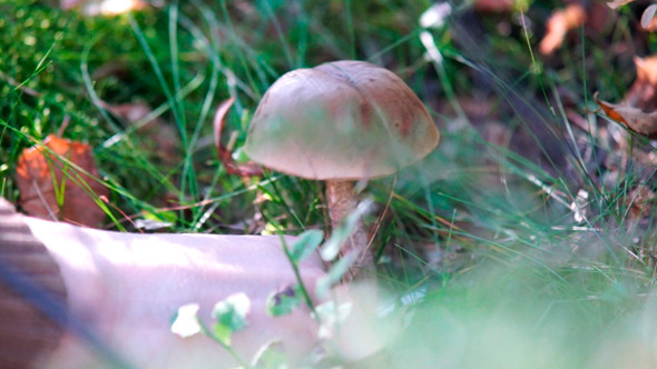 VideoHive Cutting Birch Boletus With Knife 9562174 VideoHive Cutting Birch Boletus With Knife 9562174