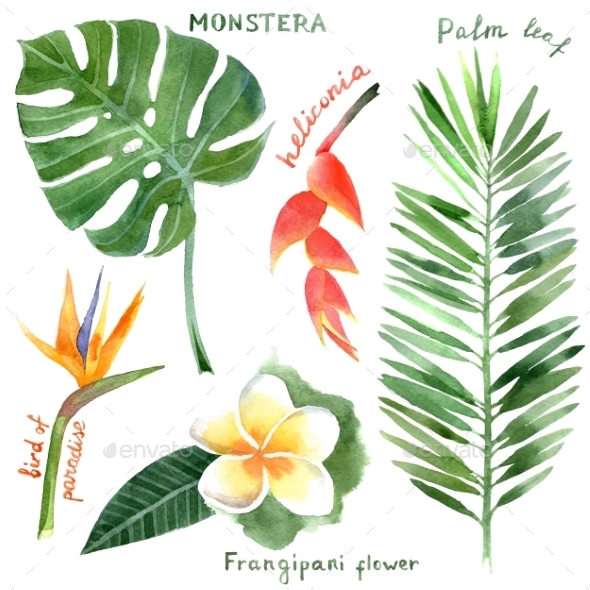 GraphicRiver Tropical Plants 9571702 GraphicRiver Tropical Plants 9571702
