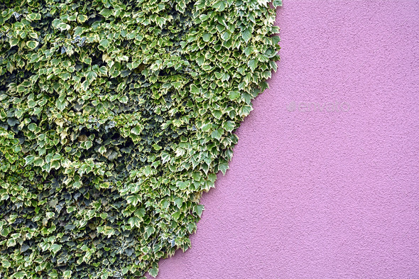 Ivy on the wall (Misc) Photo Download