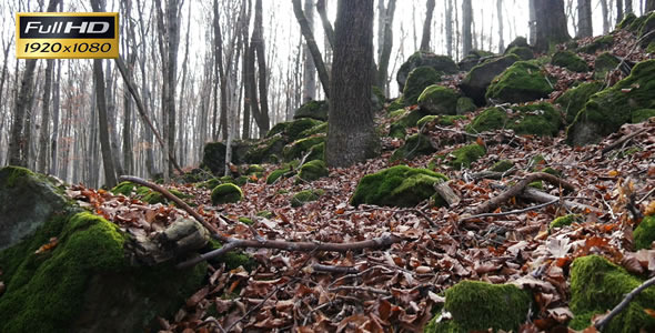 Forest 36 Forest 36
