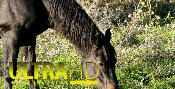 Horse 9 Horse 9