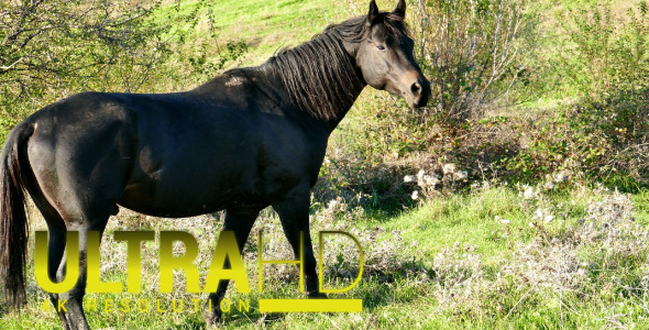 Horse 10 Horse 10