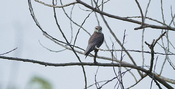 Juvenile Eagle 01 Juvenile Eagle 01