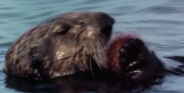 Sea Otter eating a Sea Urchin Sea Otter eating a Sea Urchin