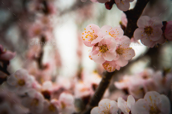 Flowers of an apricot tree on a blue background closeup (Misc) Photo Download