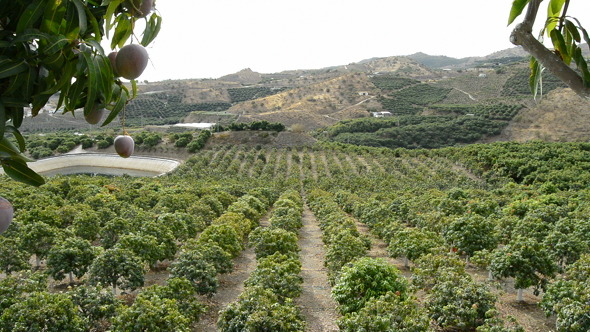 Plantation of Mango Tropical Fruit Plantation of Mango Tropical Fruit