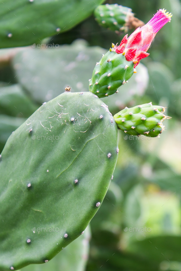 Beautiful pink and red blossoms of flowers on this cactus (Misc) Photo Download