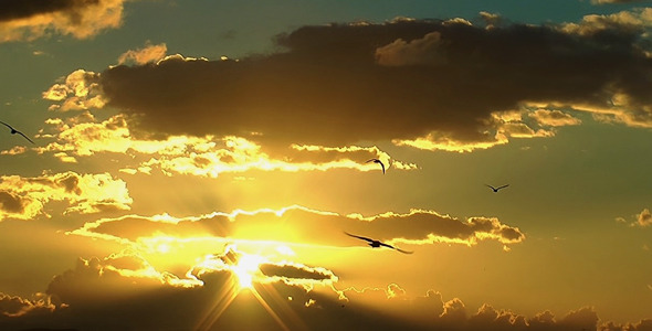 Seagulls and the Sunset Seagulls and the Sunset