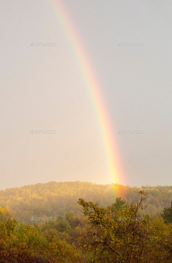 Beautiful rainbow over trees (Misc) Photo Download