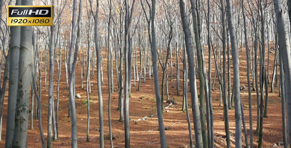 Forest 38 Forest 38