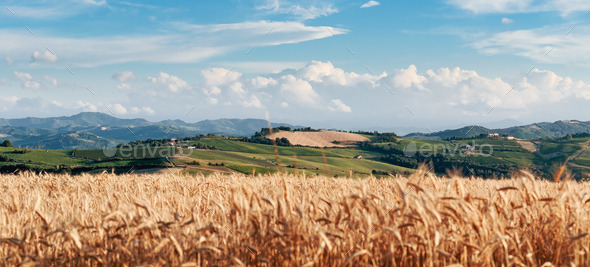 Rural landscape in Tuscany, Italy (Misc) Photo Download