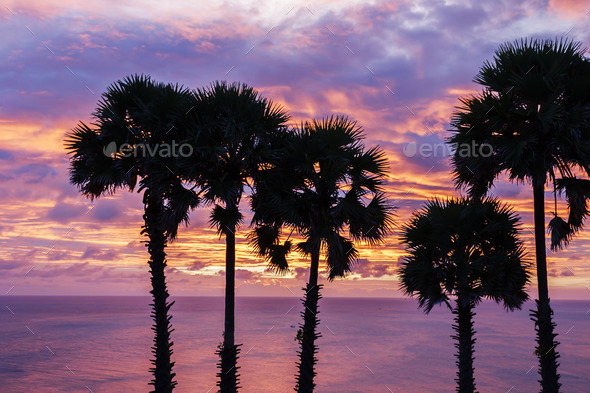 Palm trees at sunset on the Andaman Sea in Thailand (Misc) Photo Download