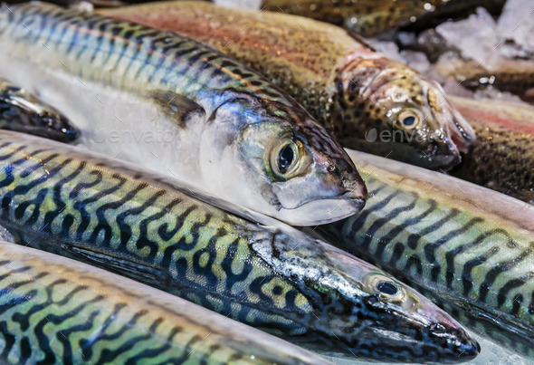 fresh fish in the store (Misc) Photo Download