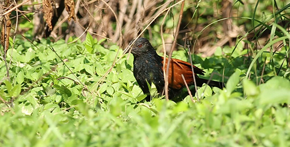 Crow Pheasant Centropus sinensis Crow Pheasant Centropus sinensis