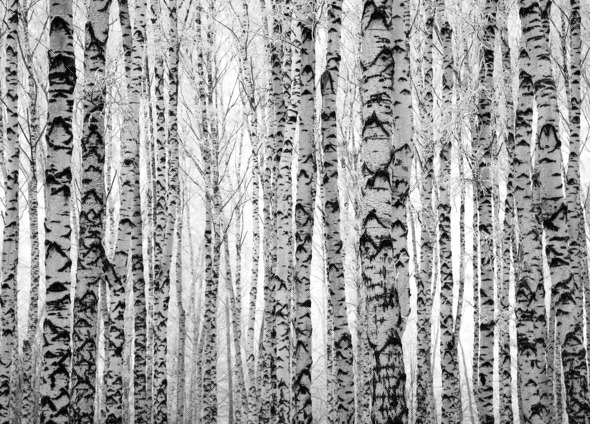 Winter trunks birch trees black and white
