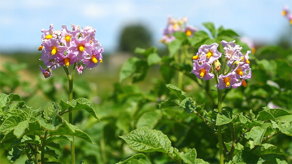 Blossoms of Potato Blossoms of Potato