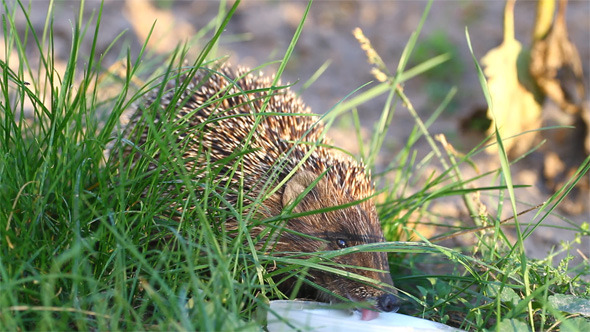Hedgehog Drinking Milk Hedgehog Drinking Milk
