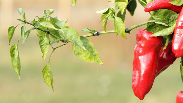 Sweet Red Pepper Sweet Red Pepper