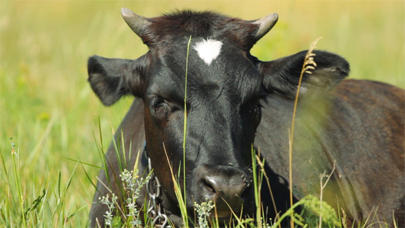 Cow Resting Cow Resting