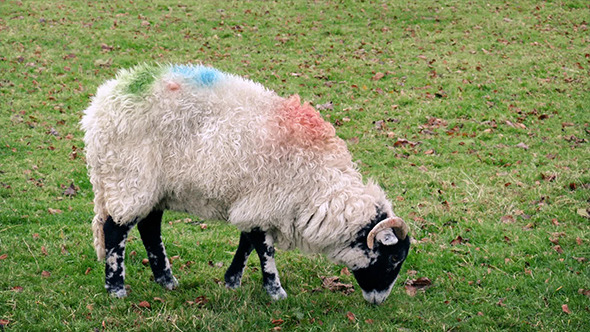 Sheep Grazing Eating Grass Sheep Grazing Eating Grass