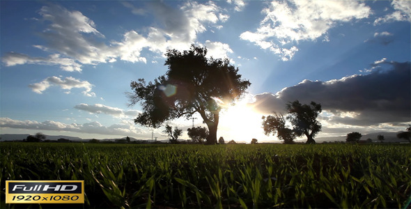 Sunset In The Field Sunset In The Field