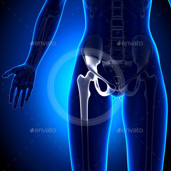 Female Hip Joint - Anatomy Bones