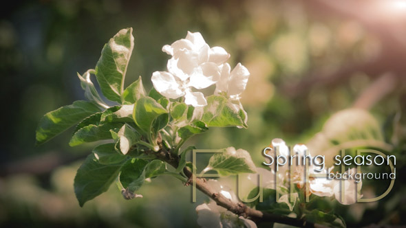 Spring Spring